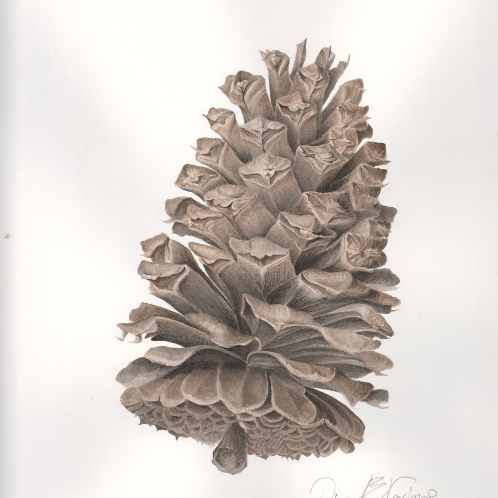 long leaf pine cone signed 0002 very compressed scale 2 00x gigapixel ahuyy8
