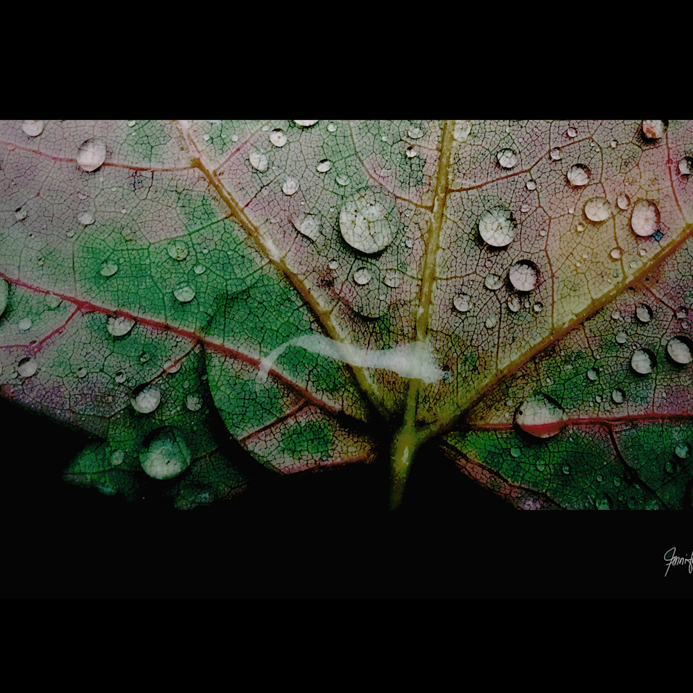 Leaf droplets study 3 ujww9a