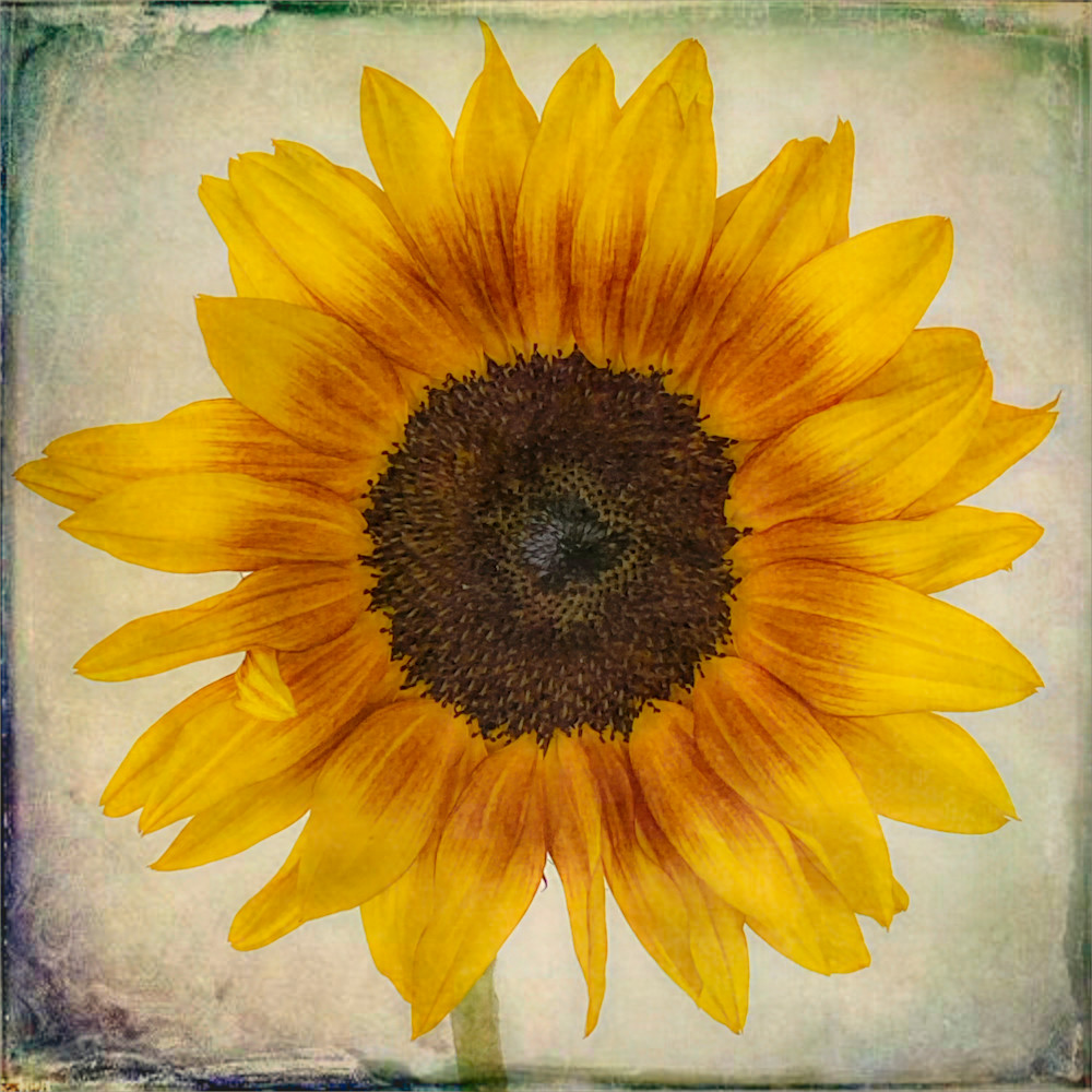 Lonely sunflower joxwb7