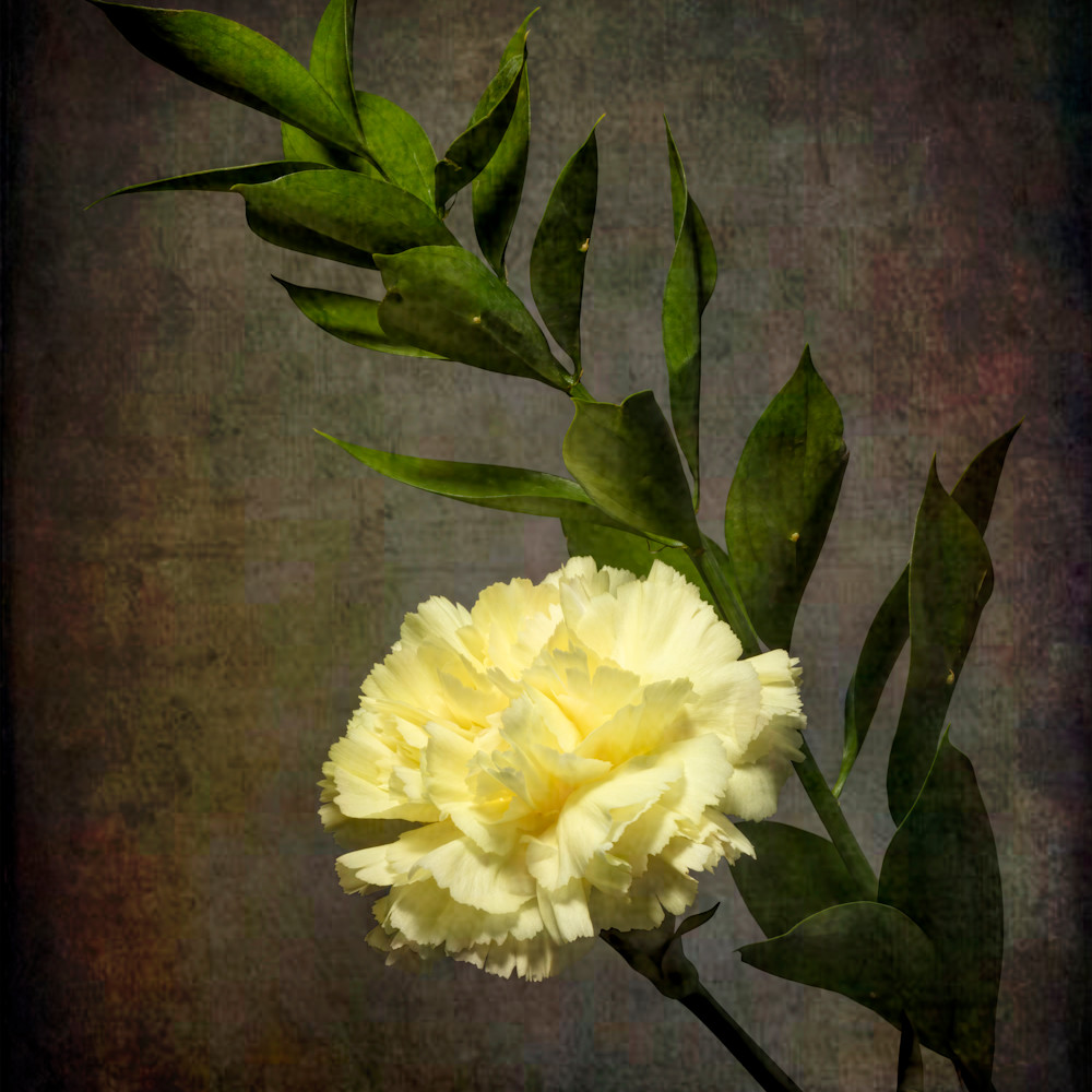 Yellow carnation qgkmc4