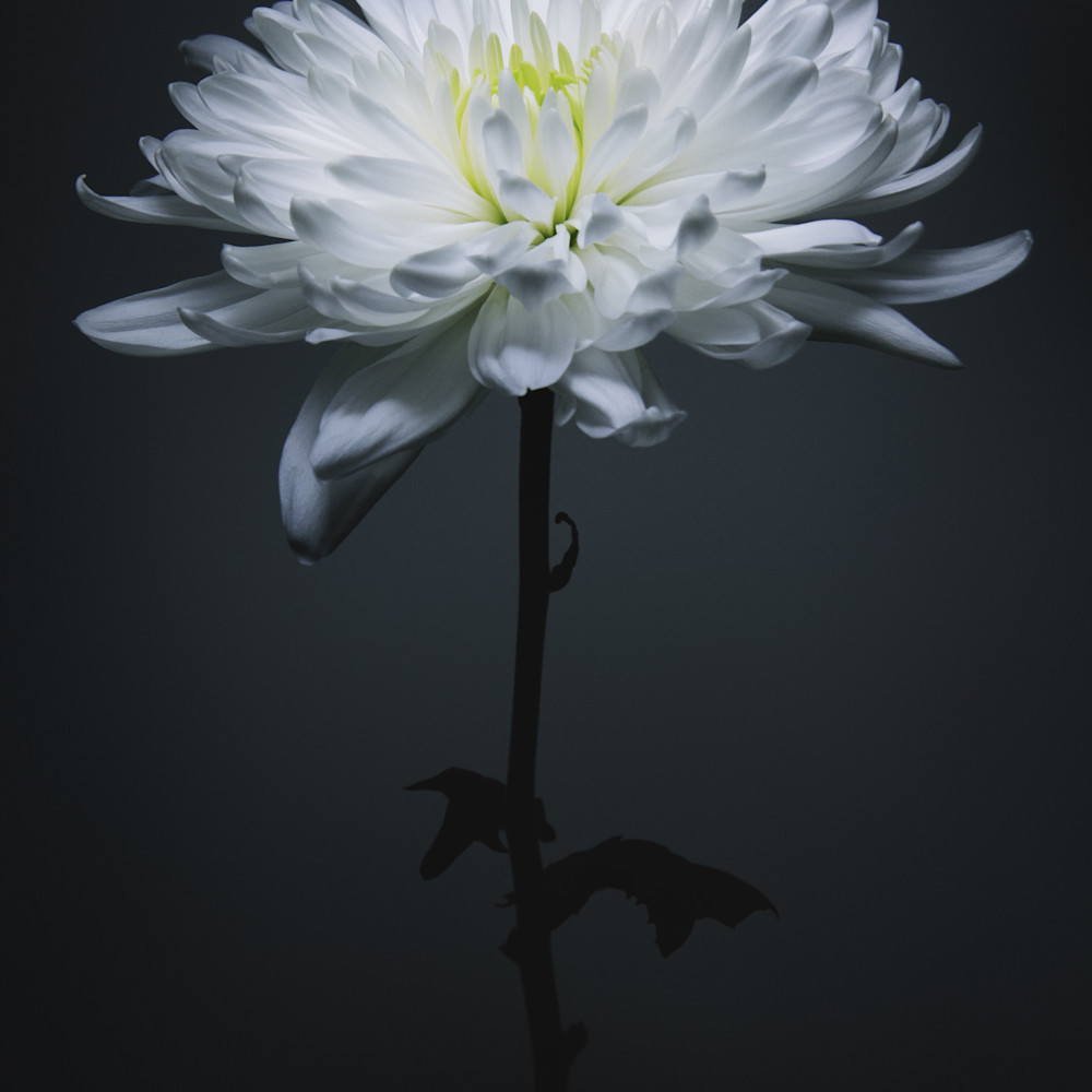 Chrysanthemum v1 obapij