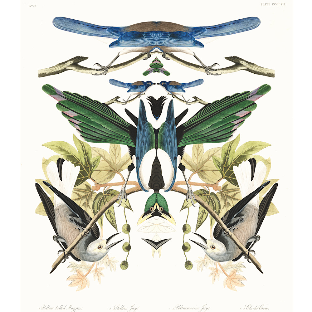 Audubon redux plate 362 viqypu