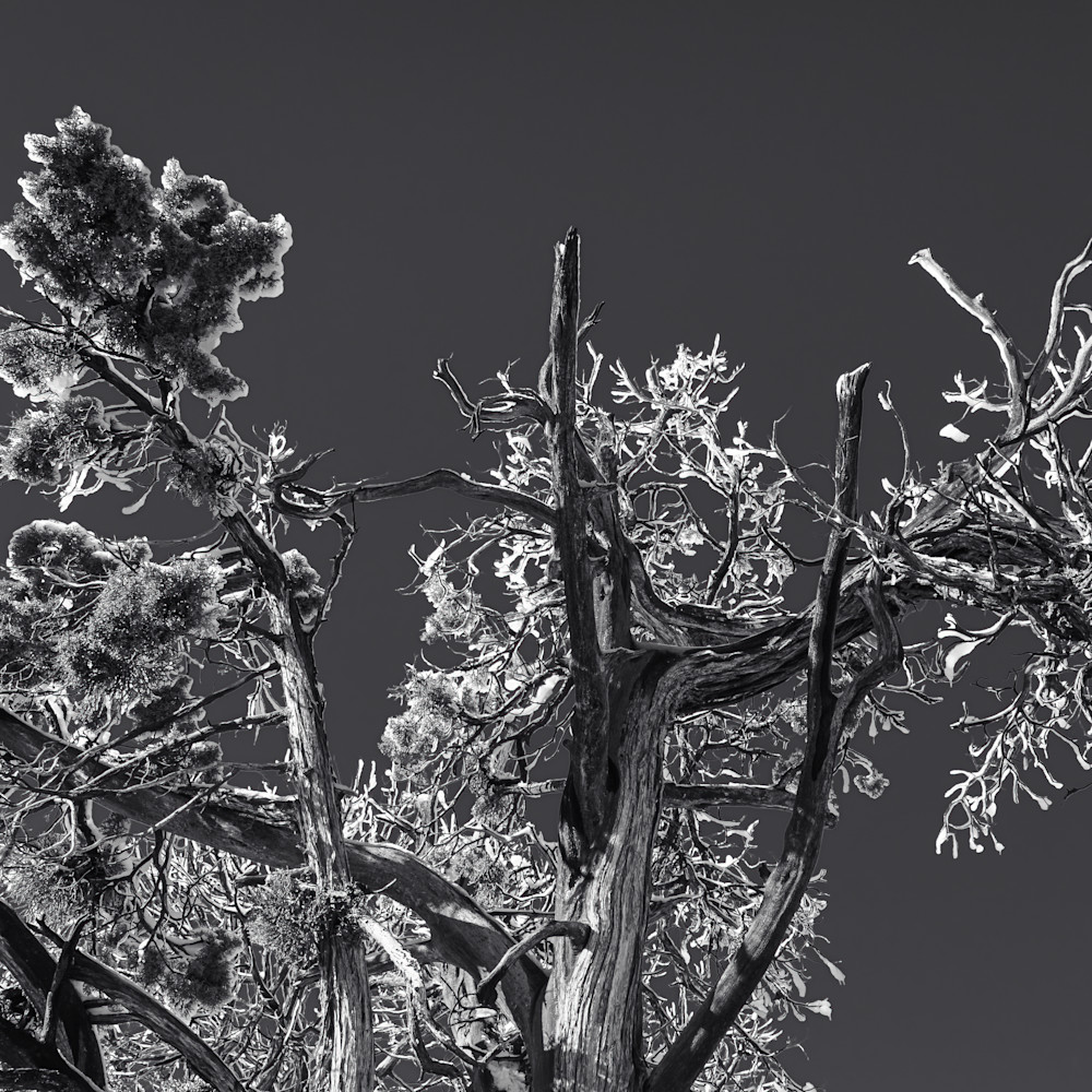 Snowy juniper tree enhanced hcuyjg