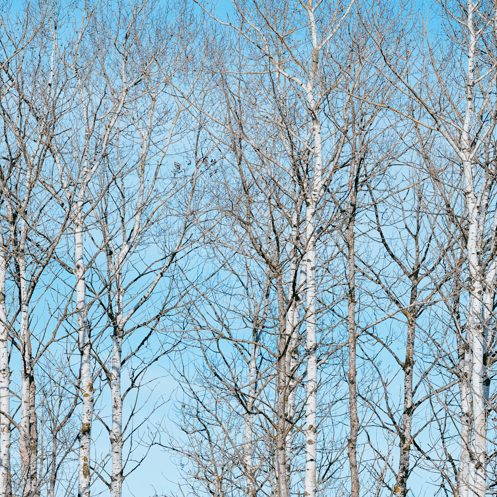 Birch branches blue s8dgxc