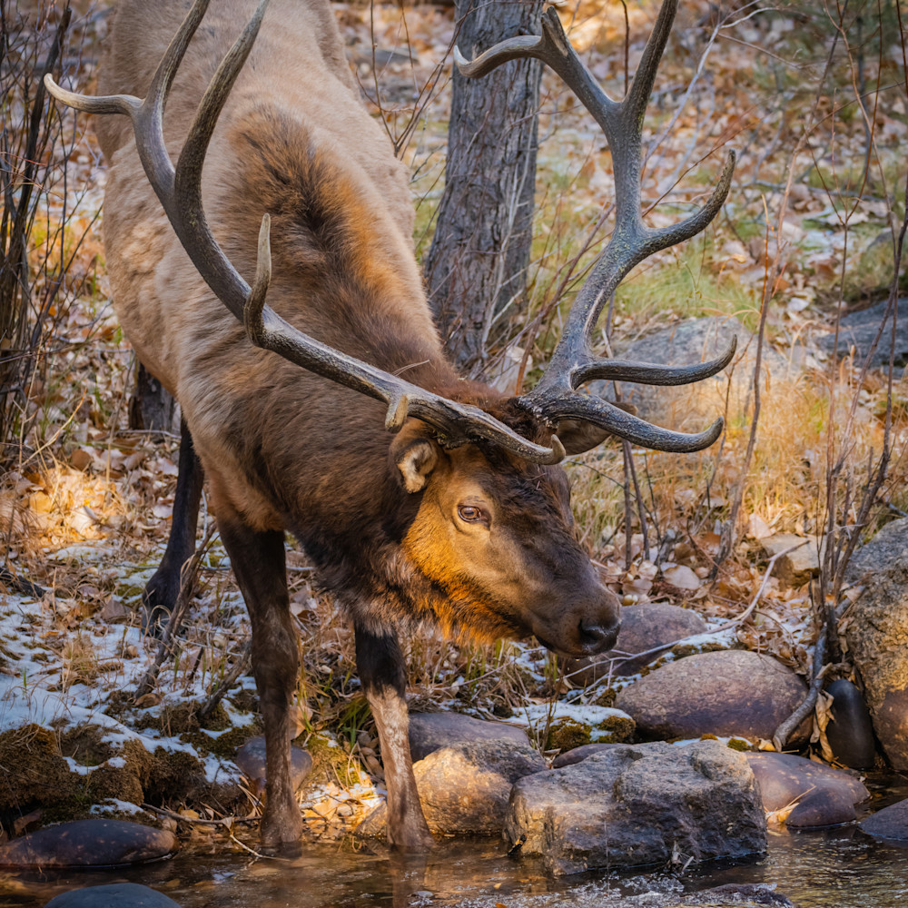 Bull elk phowfy