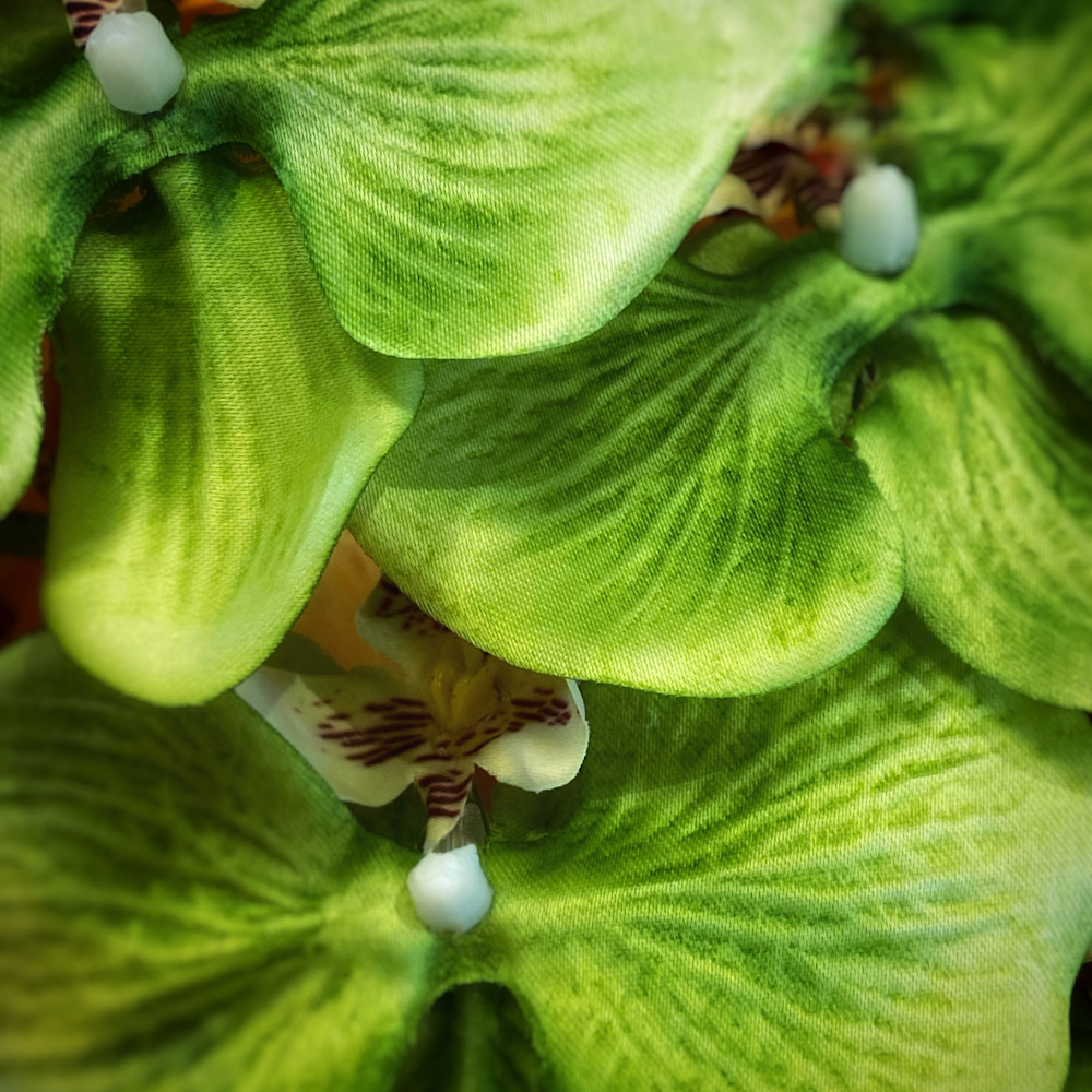 Green orchid voo2ee