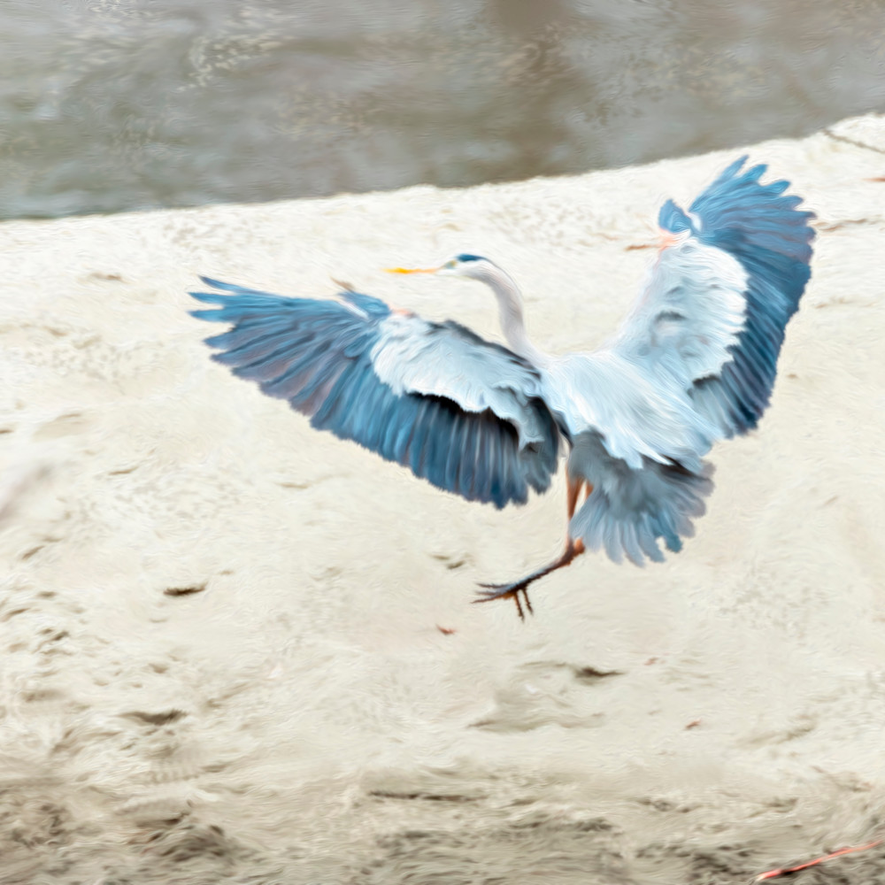 Great blue heron ml5jfr