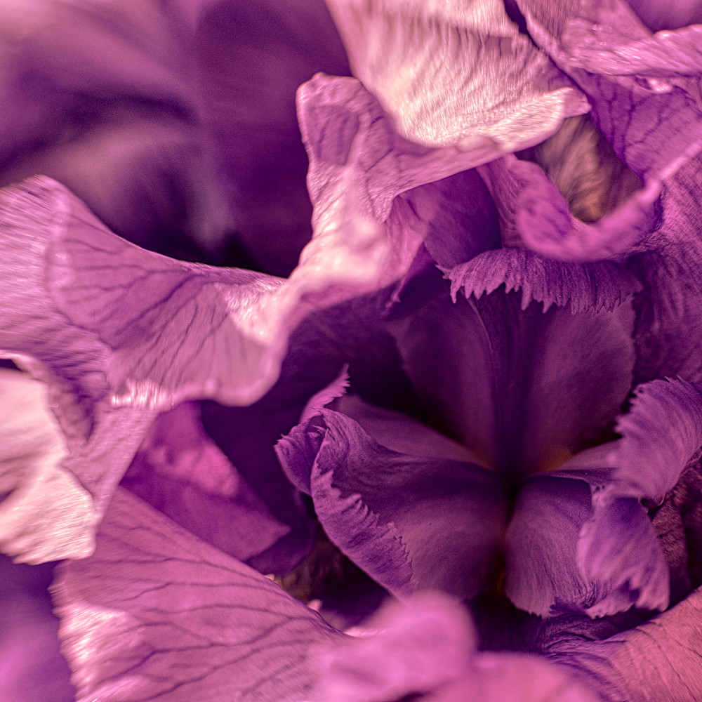 Vo iris lavender lady dsc9644 auc7vv