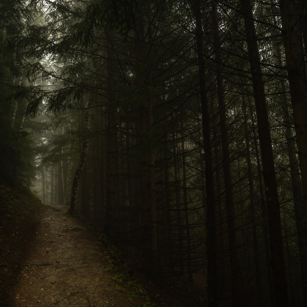 Deep dark forest hiking path 00148 g94axw