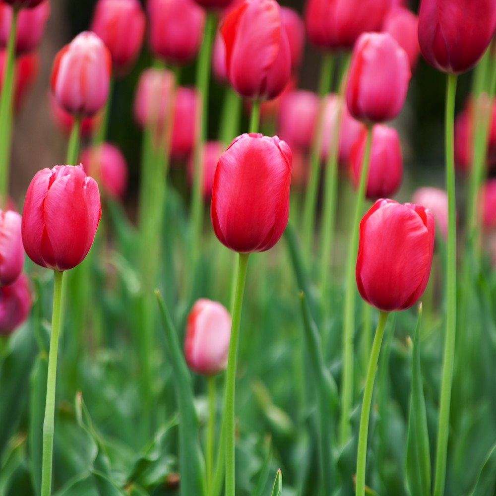 1152 heavenly pink tulips pttgvf