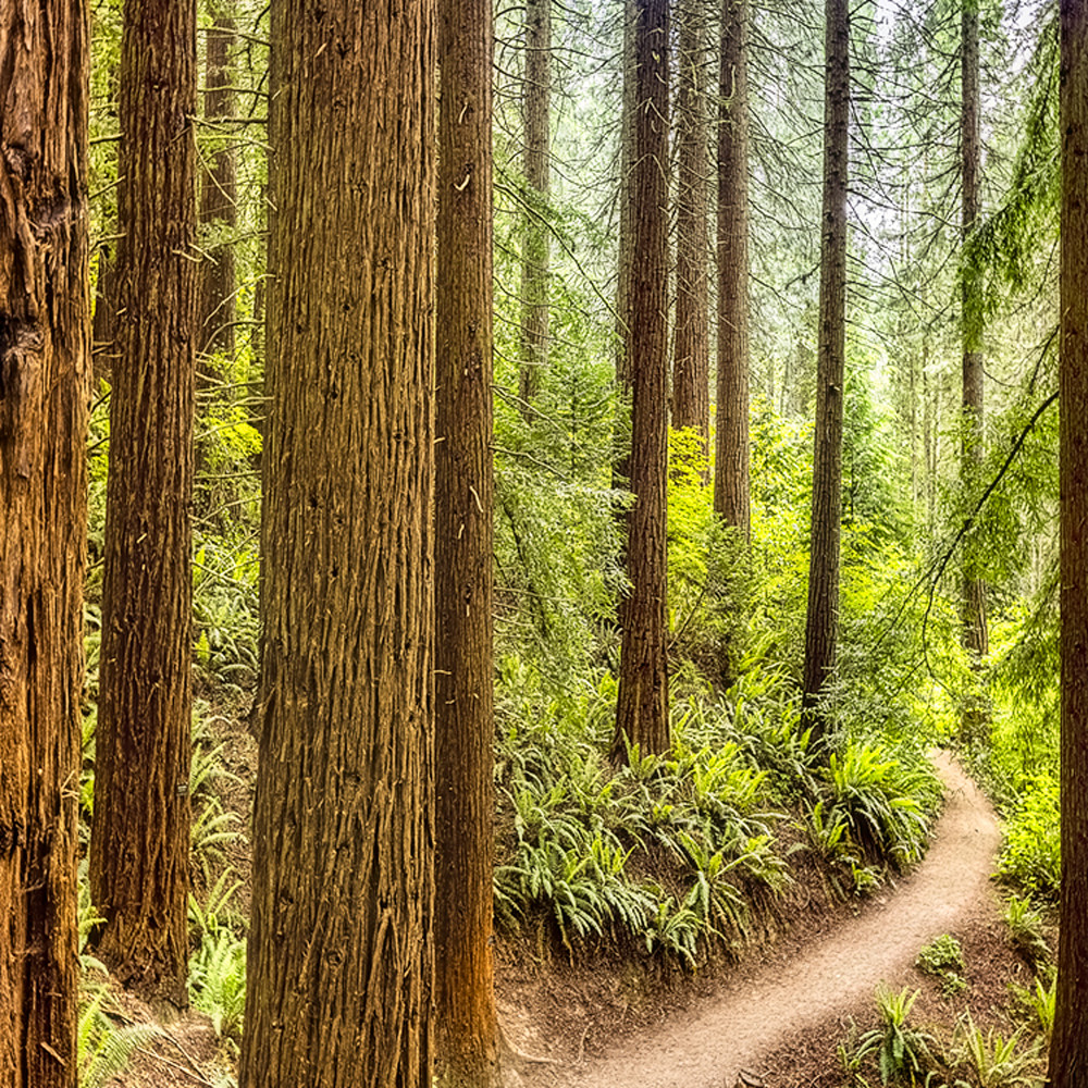 Redwoods trail v pano 0773 cew36z