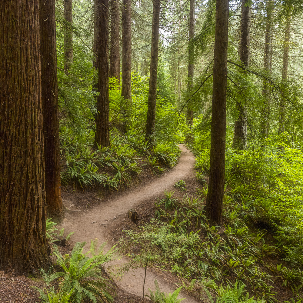 Redwood trail h 0781 zhnv9m