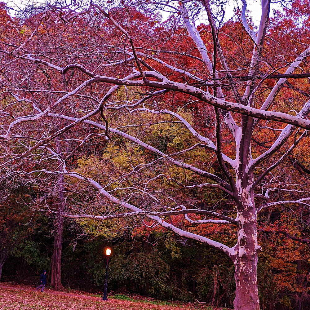 The autumn inwood park sycamore witch tree reaches out egdbzs