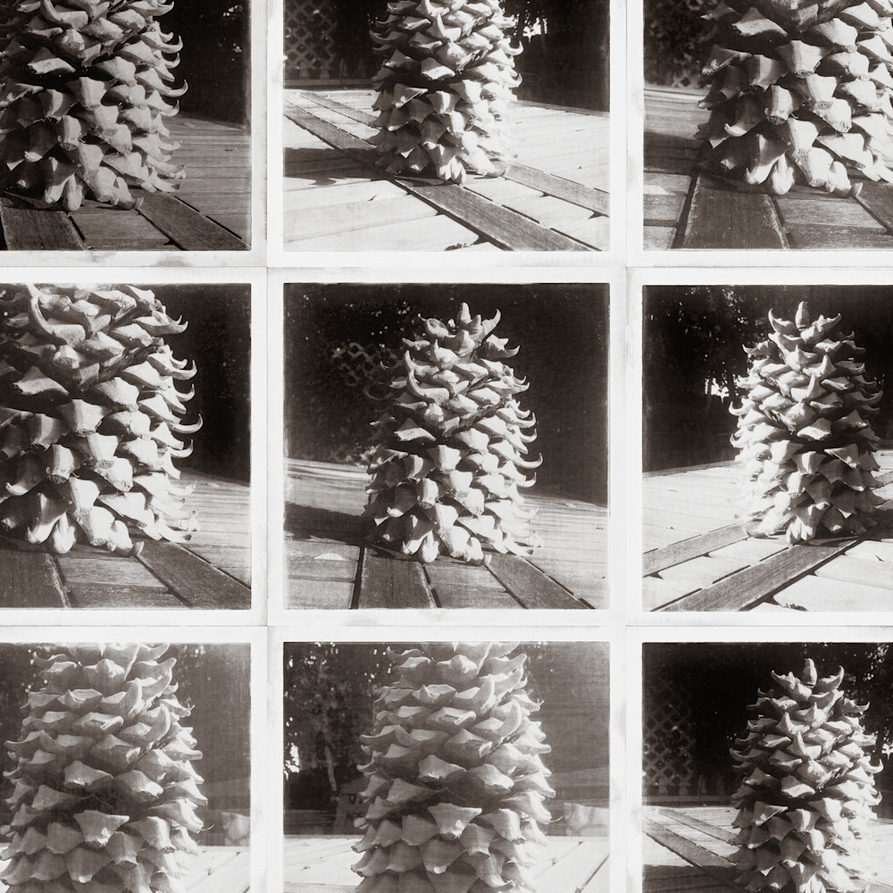 Pine cones 3 aakxrx