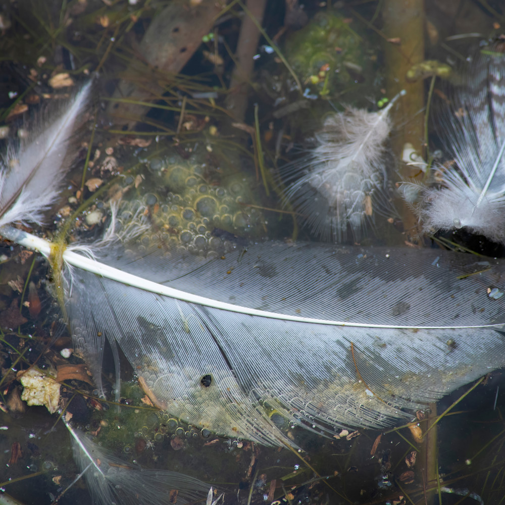 Feathers in lagoon ji45ur