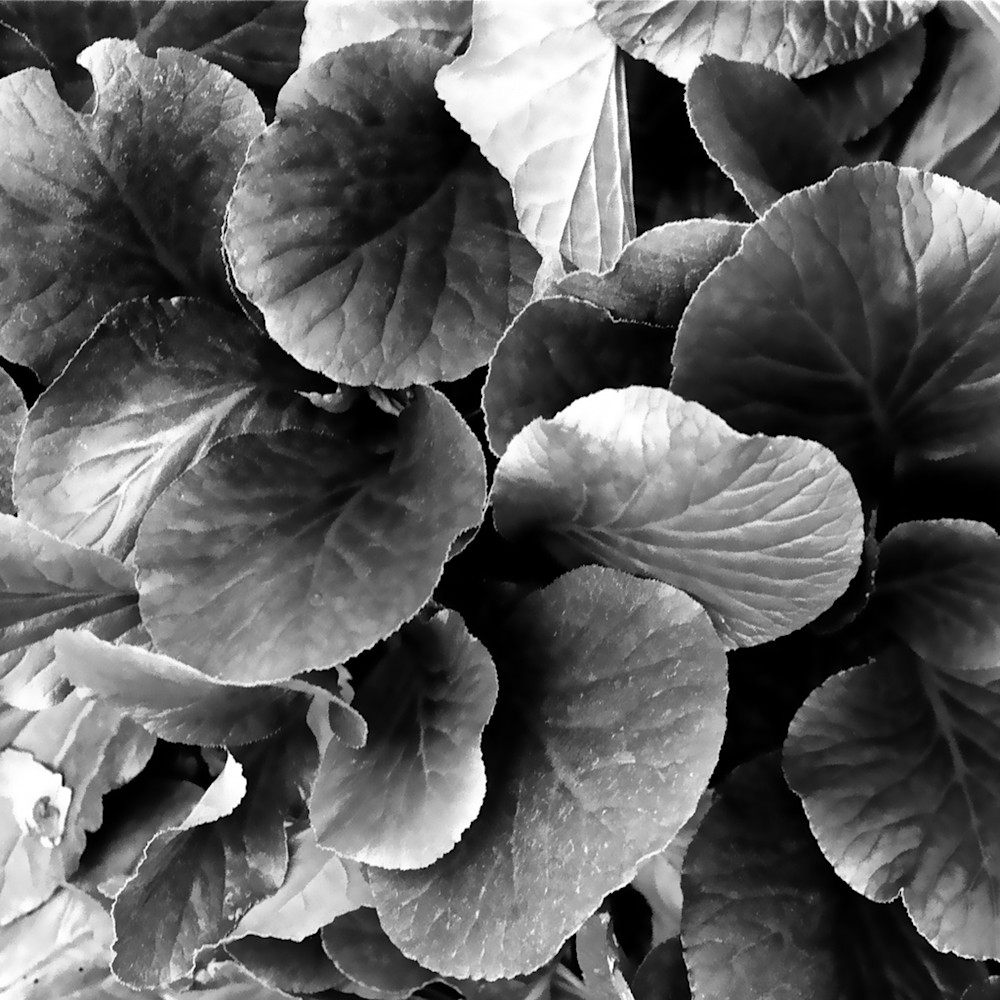 Leaves 2 qbkxtl