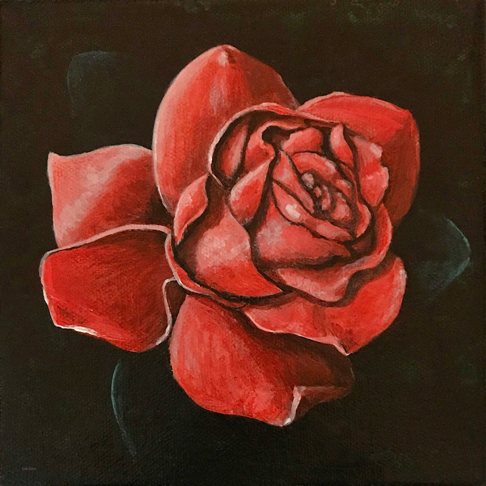 Moonlit red rose omtszd