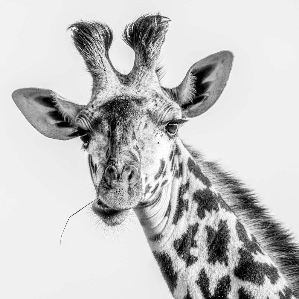 Giraffe portrait chewing cute b w 11082021 vtoi3c