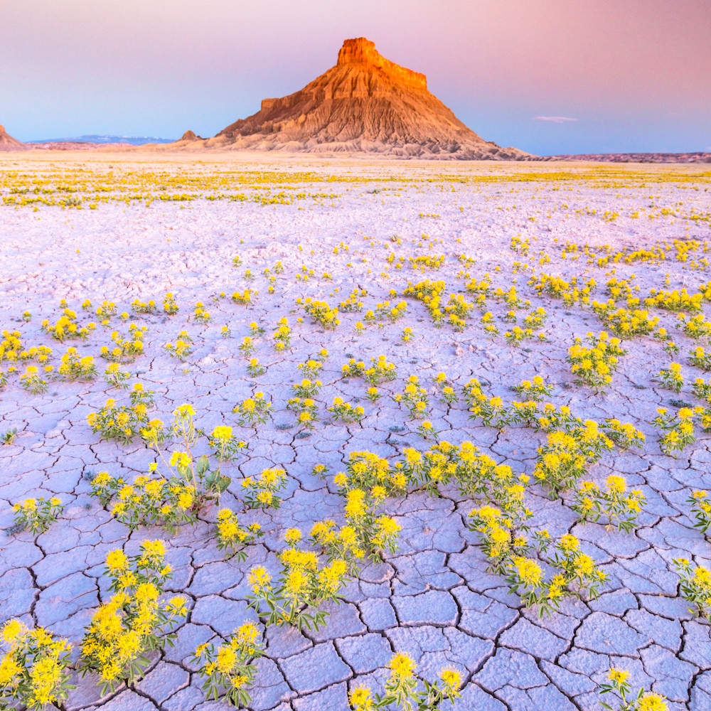 Wildflowers at factory butte asf copy m9r9oq