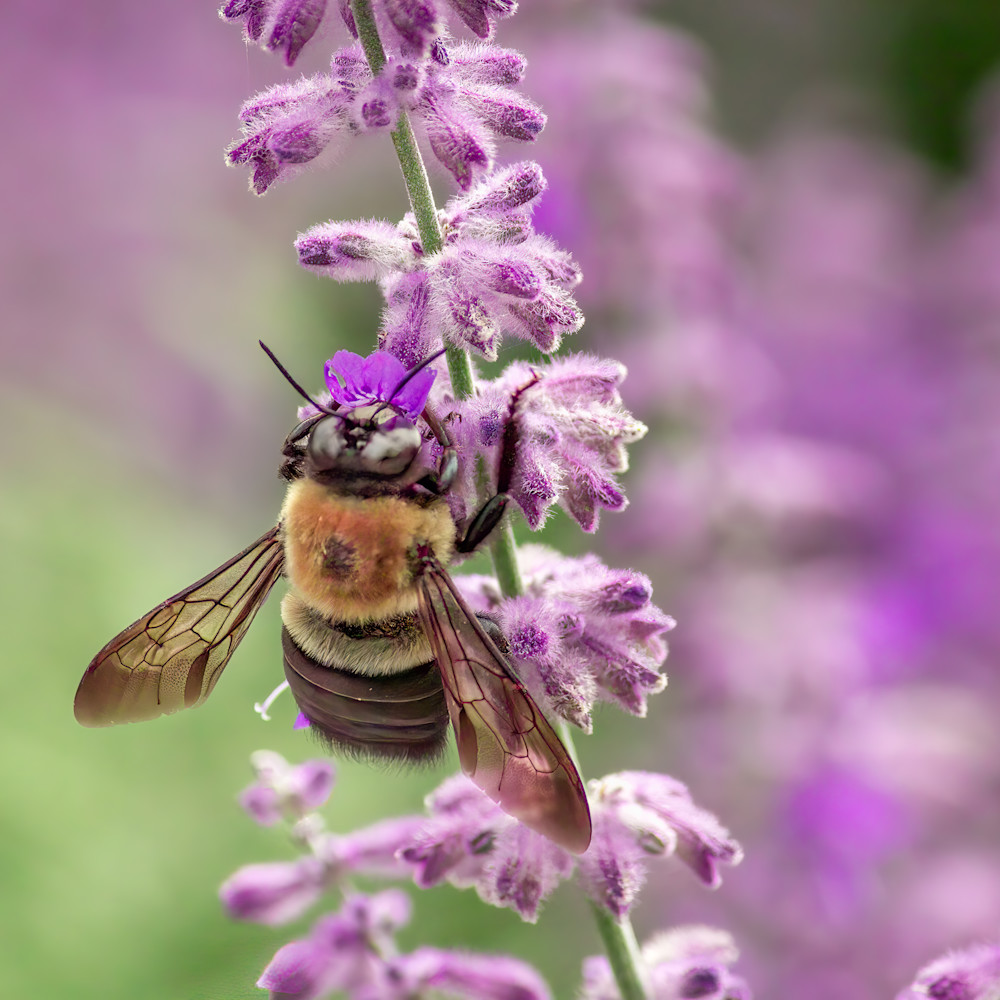 Bee wings amid purple t5l1vi