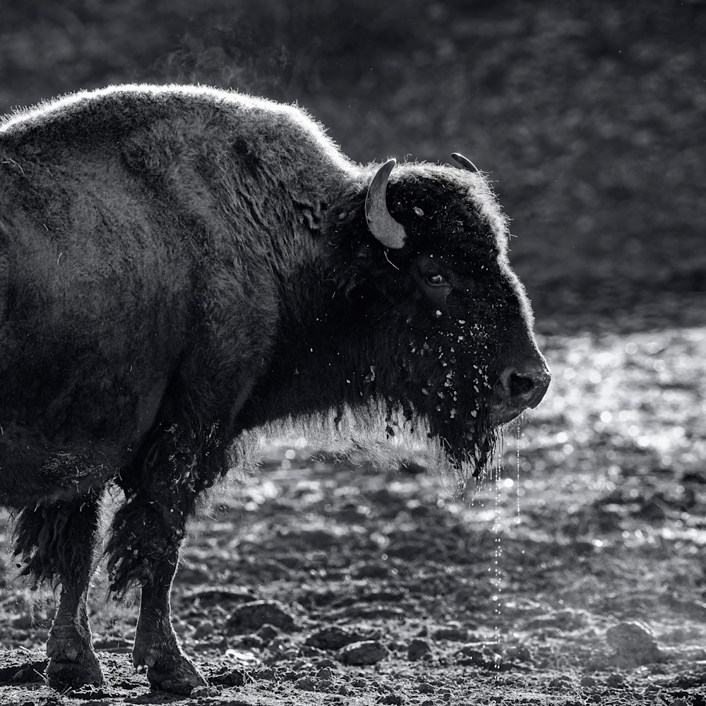 Andy crawford photography black and whte steaming bison dp1zzi