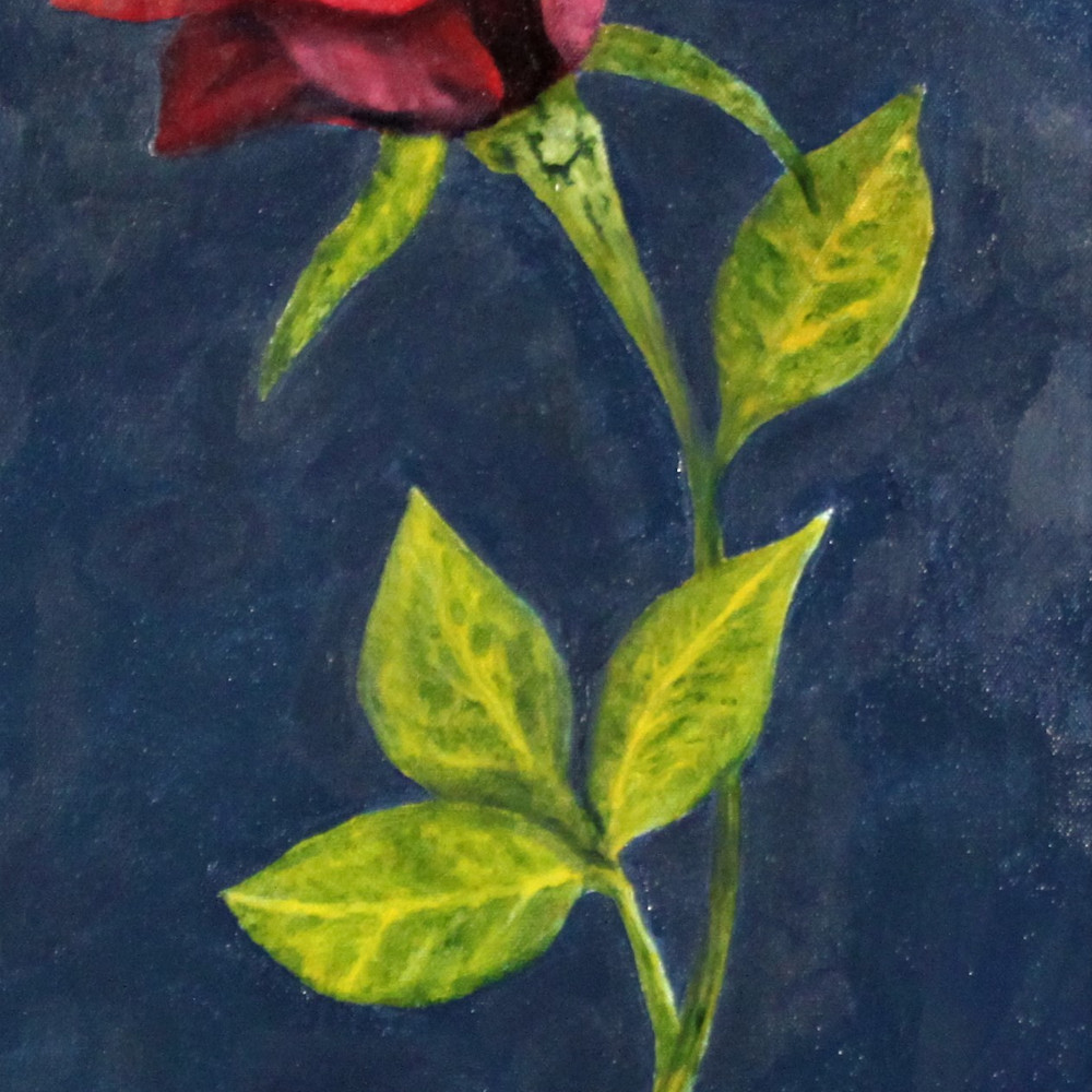A single red rose tja50r