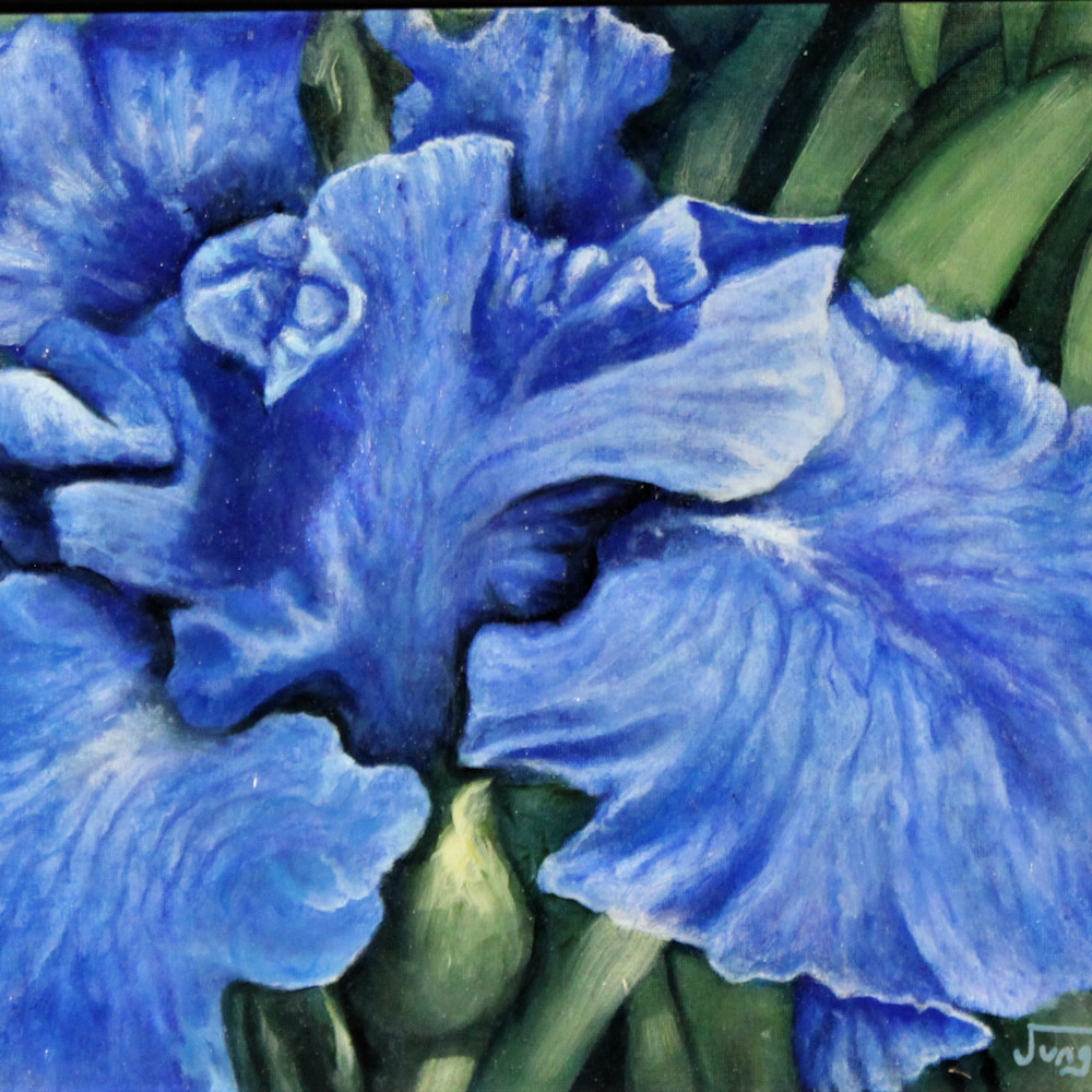 Blue irises vz605x