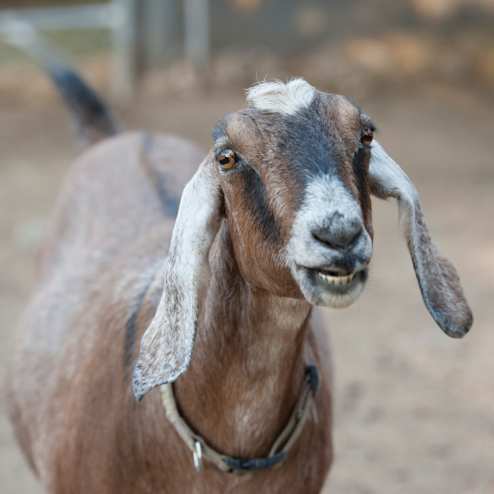 Floppy Ear Goat Bella Photography Art Nature is Fine Art