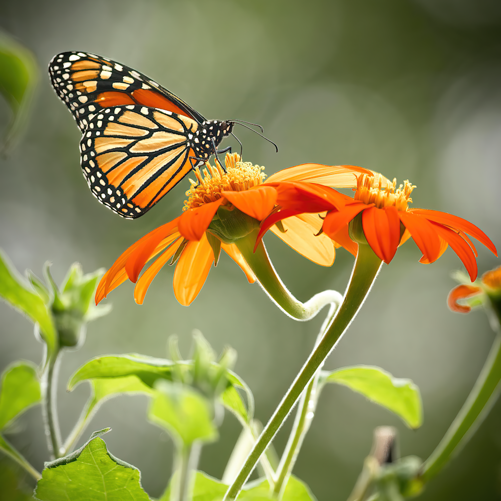 2020 monarch butterflies 063 edit edit edit 2 denoiseai clear standard height 7200px gigapixel vqoxqe