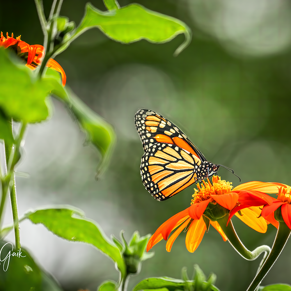 2020 monarch butterflies 064 edit denoiseai standard edit art height 4800px gigapixel lurp4q
