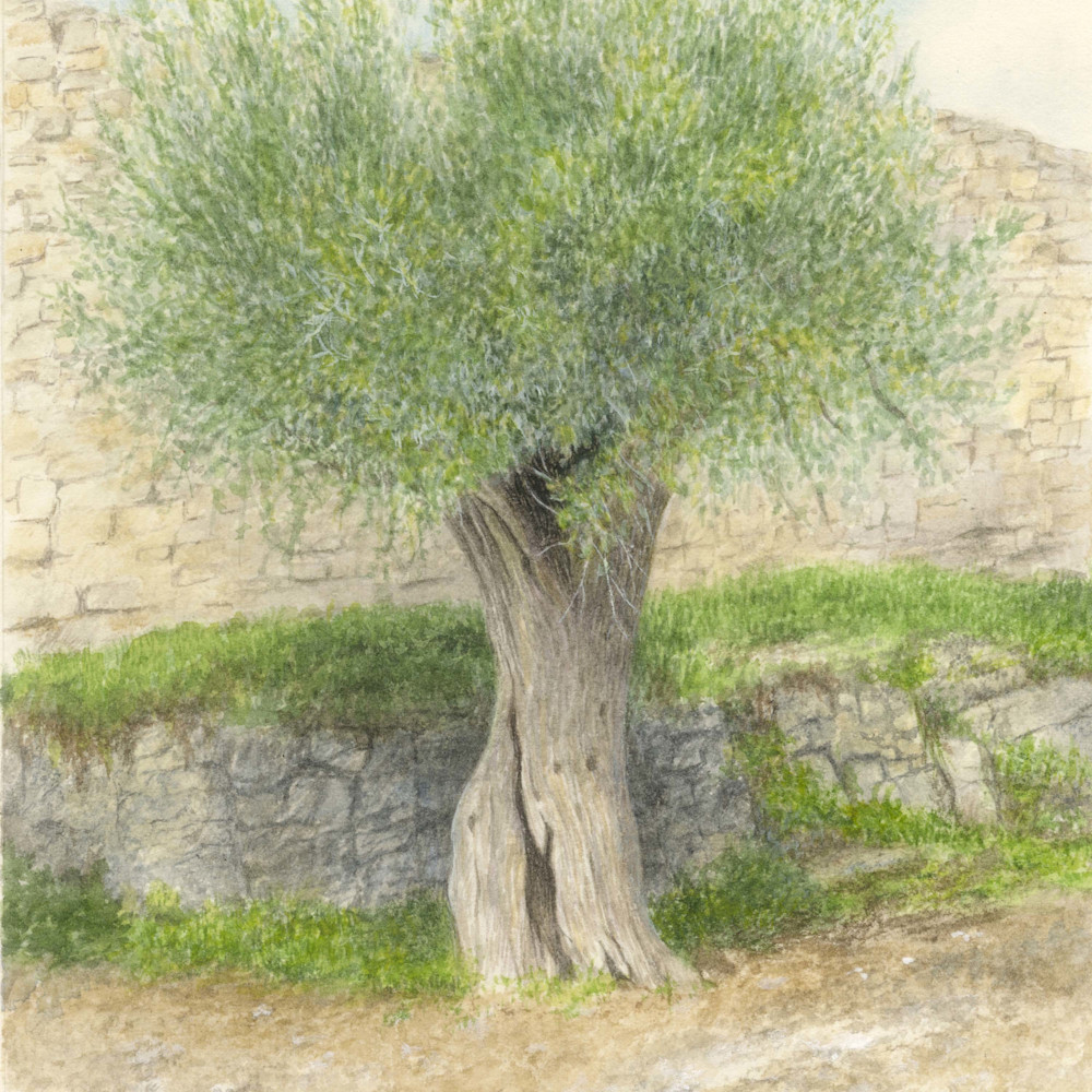 Olive tree umbria and tuscany italy c93ndg