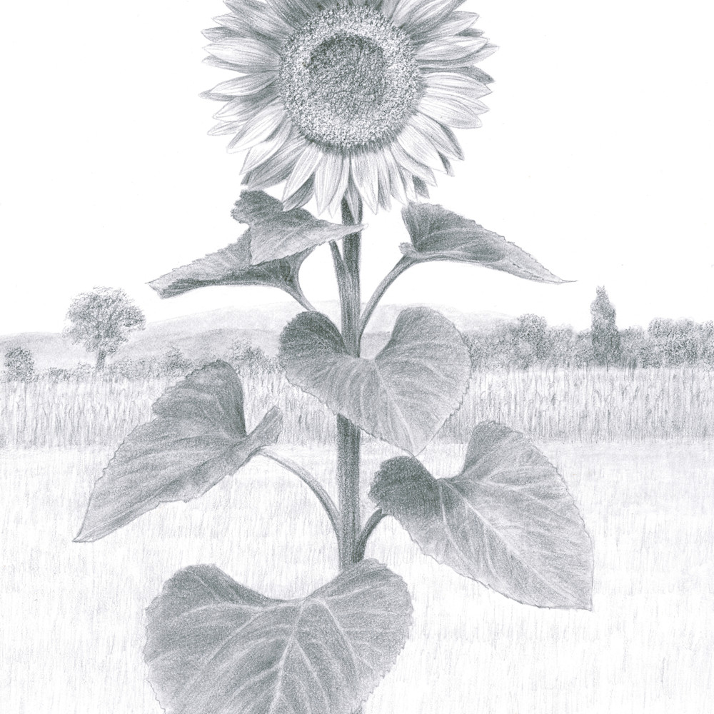 Sunflower umbria italy ki2cv4