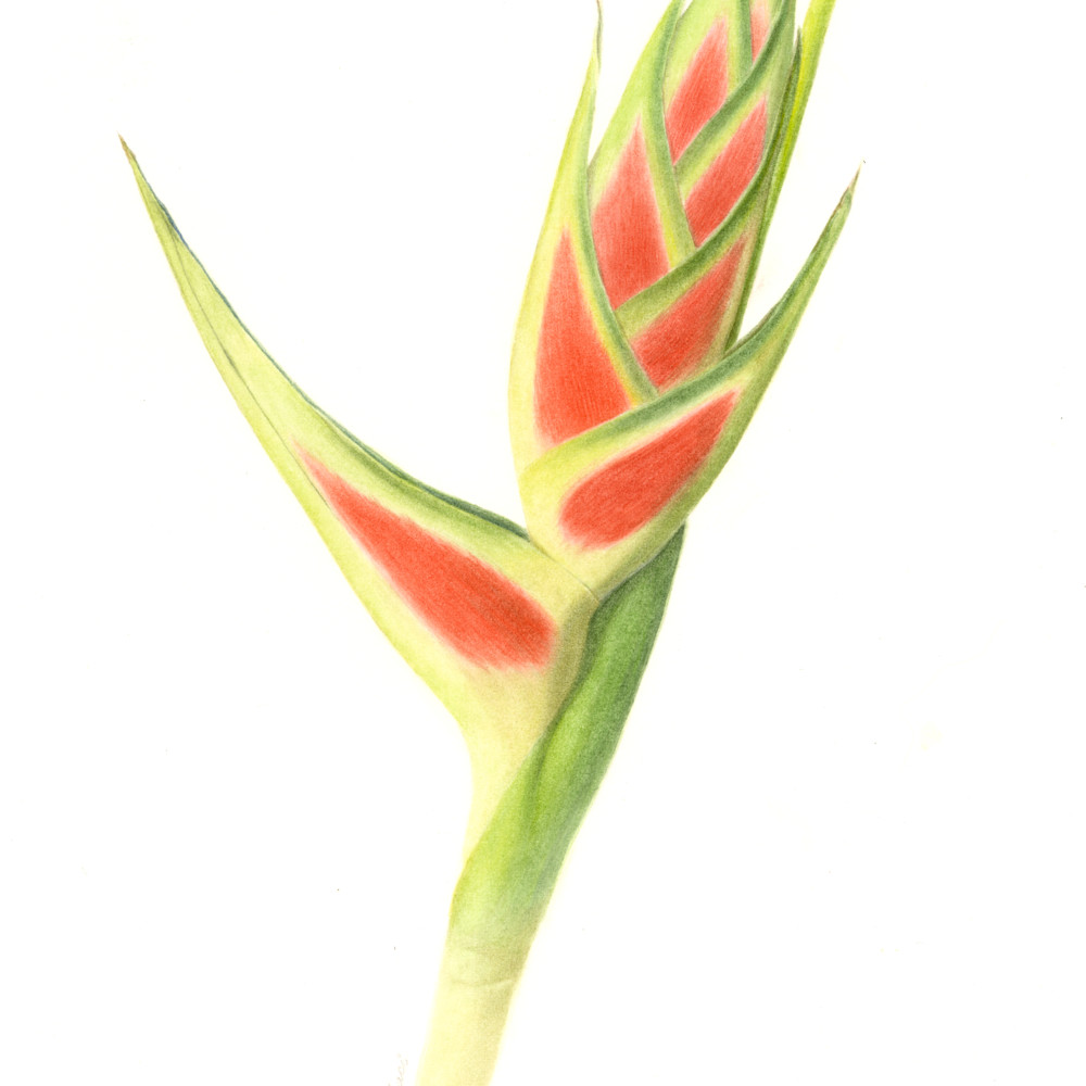 Heliconia pc0n1w