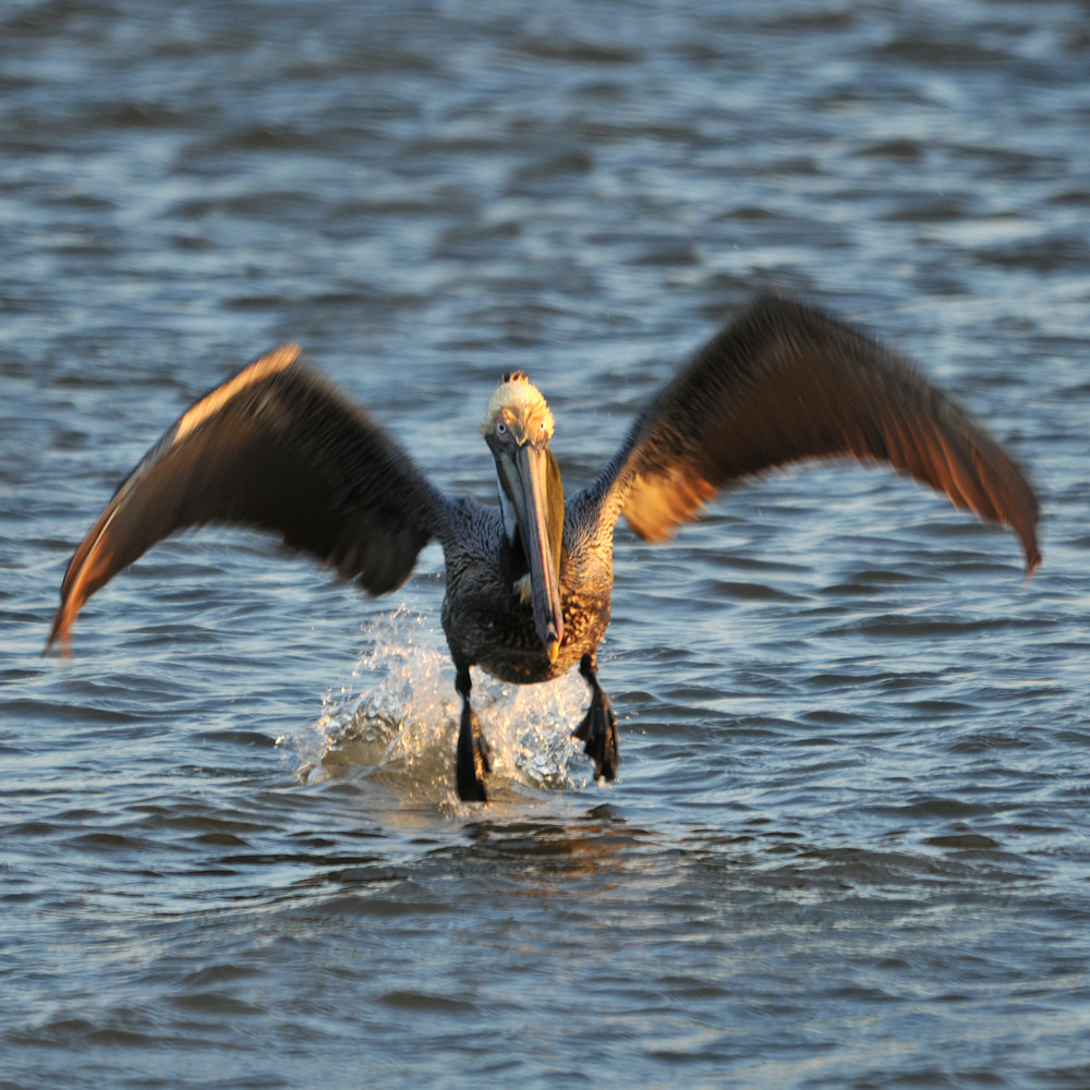 Brown pelican lift off ruth burke artjpg iajw0q