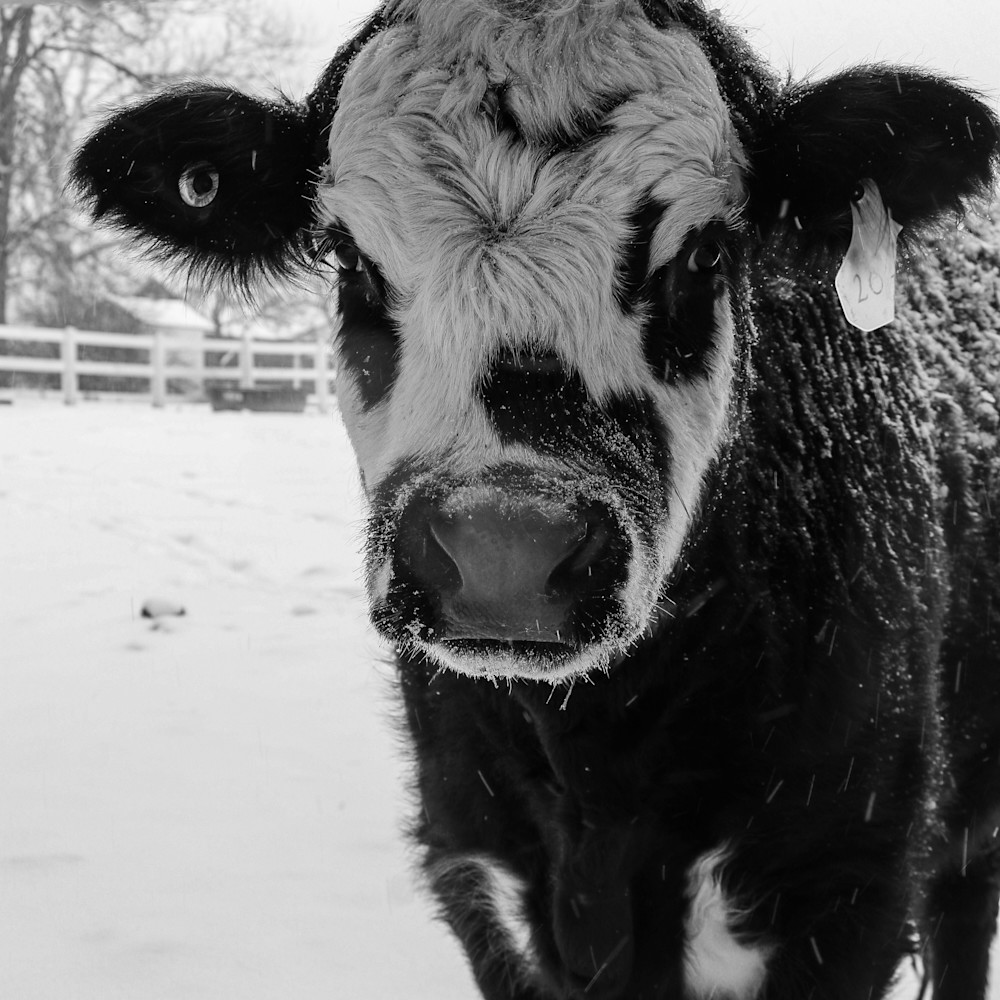 Black and white cow up close b w e5yiew