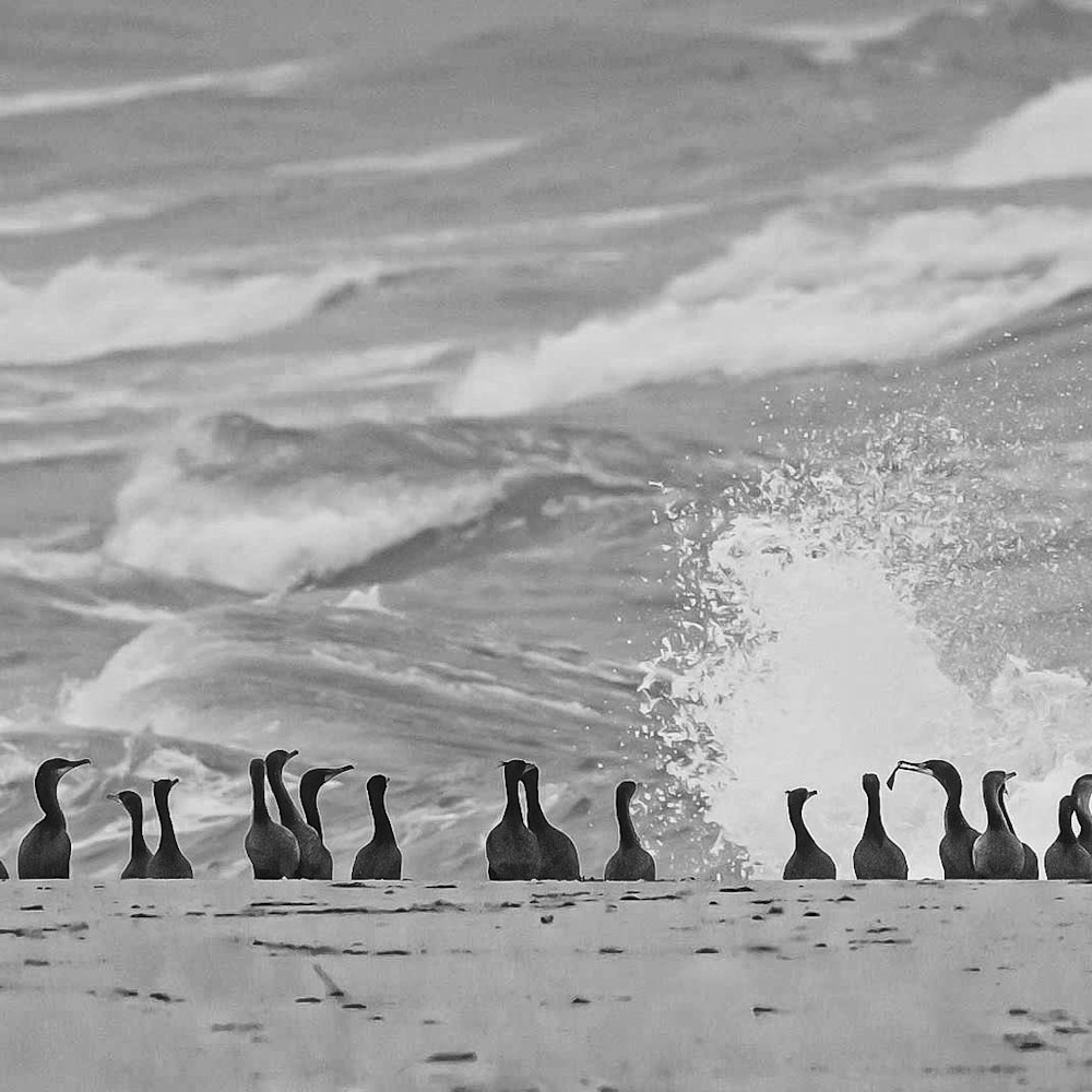 Cormorants in surf mwazx5
