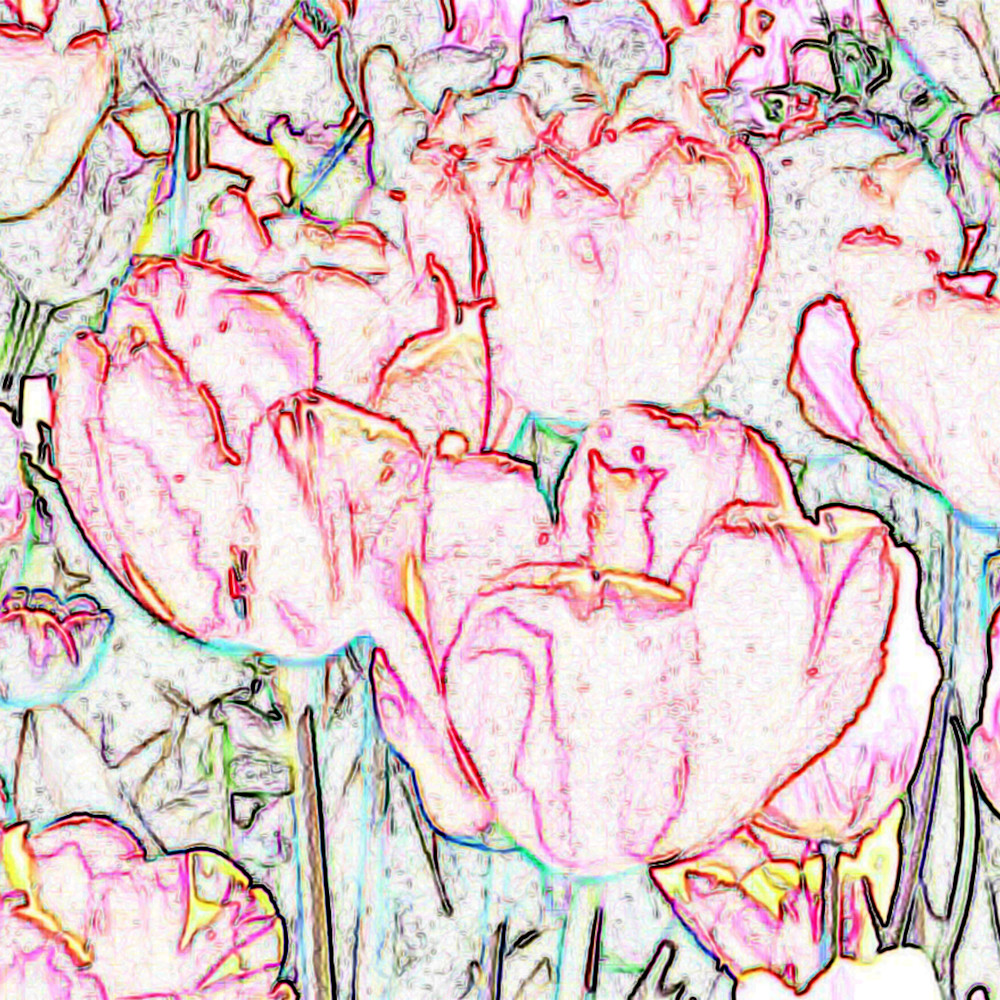 Edges of tulips bfy3zr
