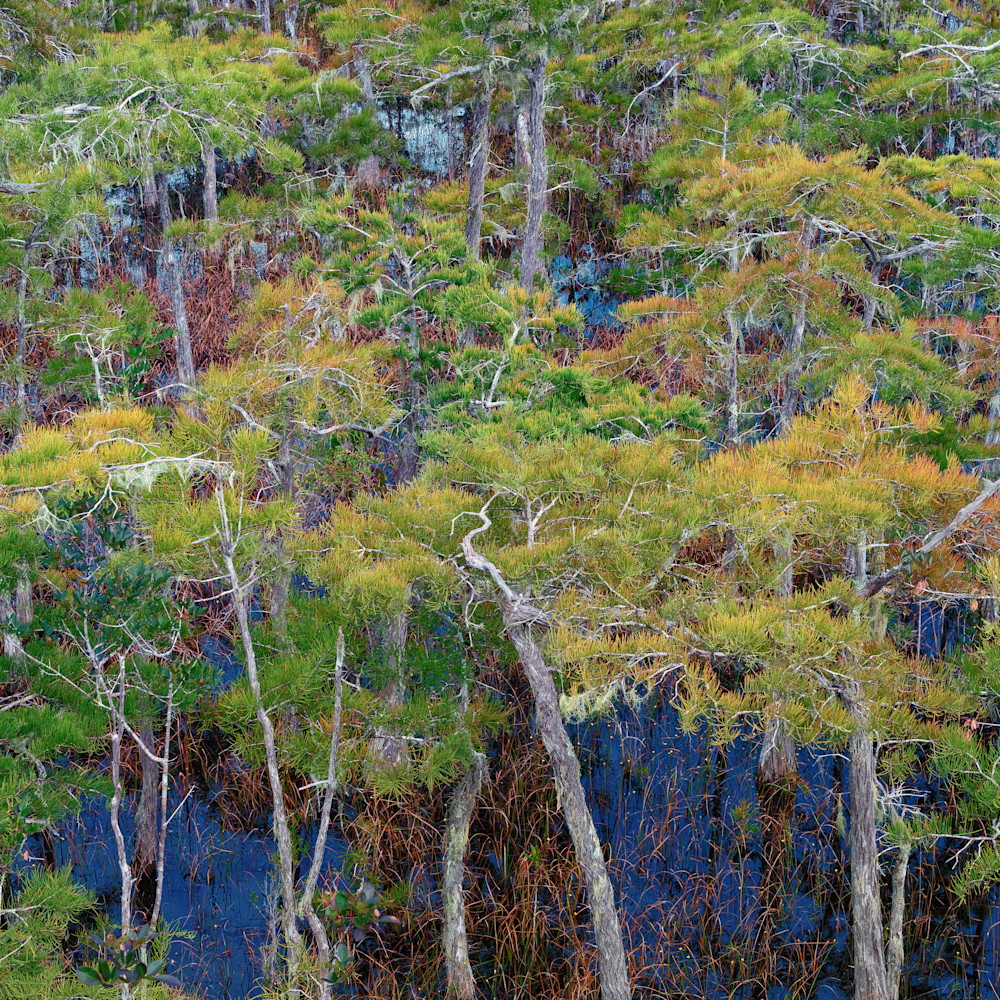 Dwarf cypress   tates hell forest i vserau