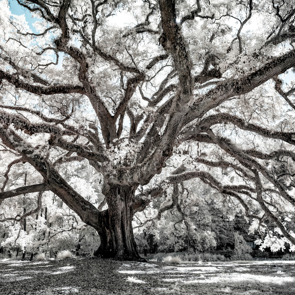 Lichgate oak infrared fine art print panorama ltr2 vlwnil