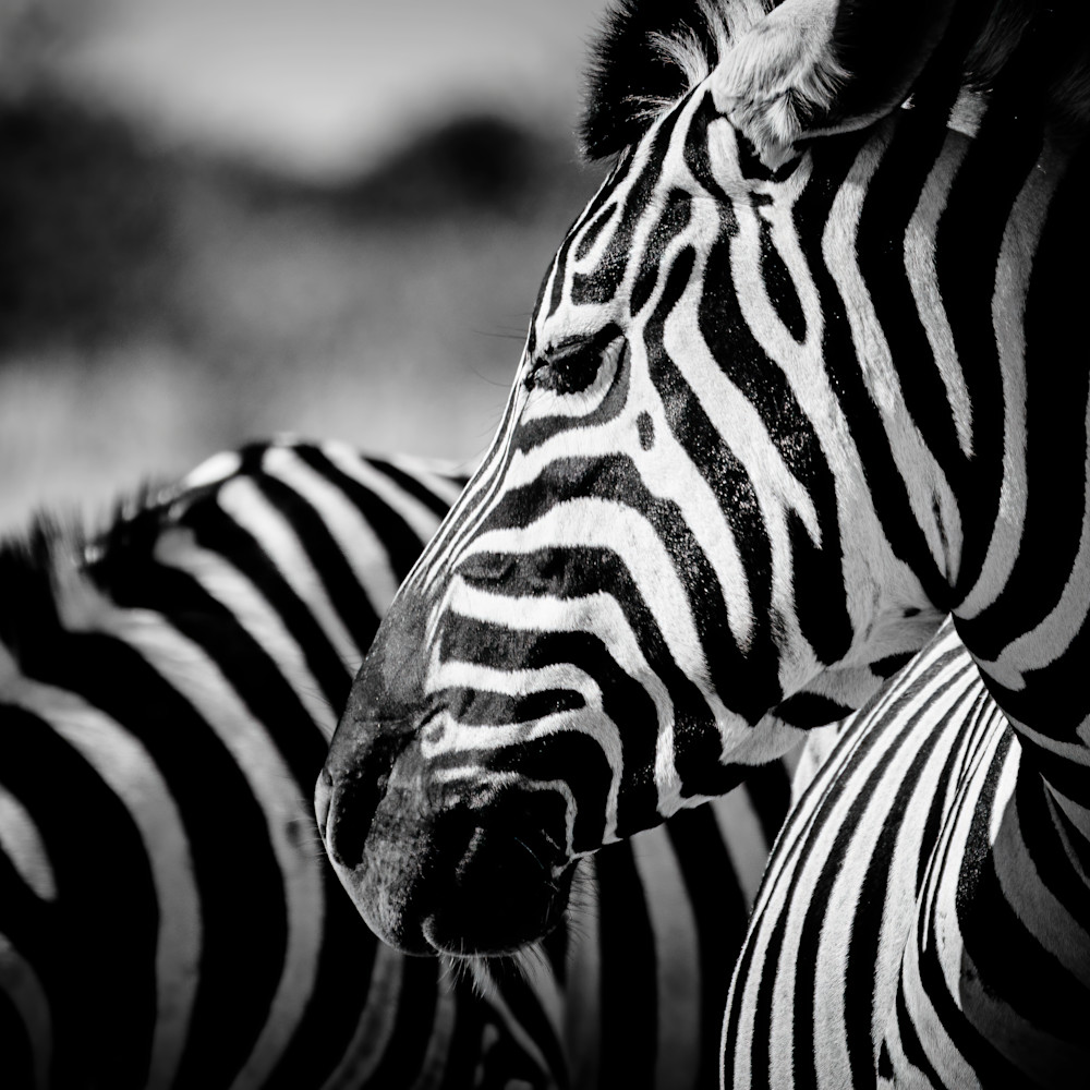 Zebra tgbpus