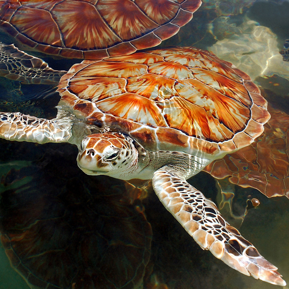 Sea turtle 16x24 250 yglkle