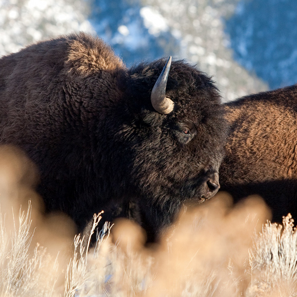 Buffalo whl49u