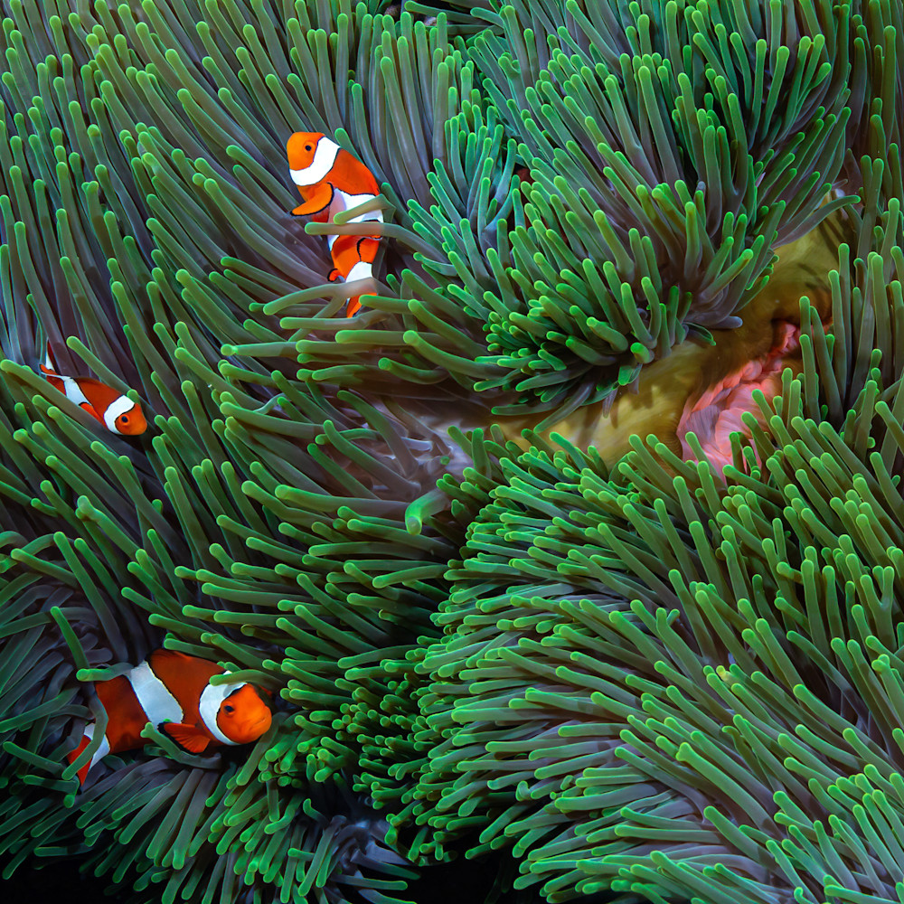 Anemone clownfish ygvyob