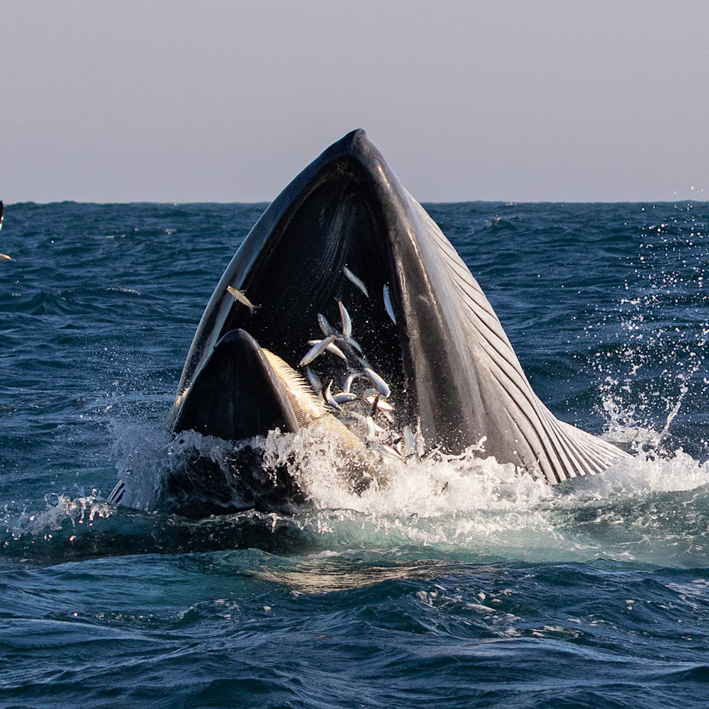 Budest whale   south africa dsmzbm