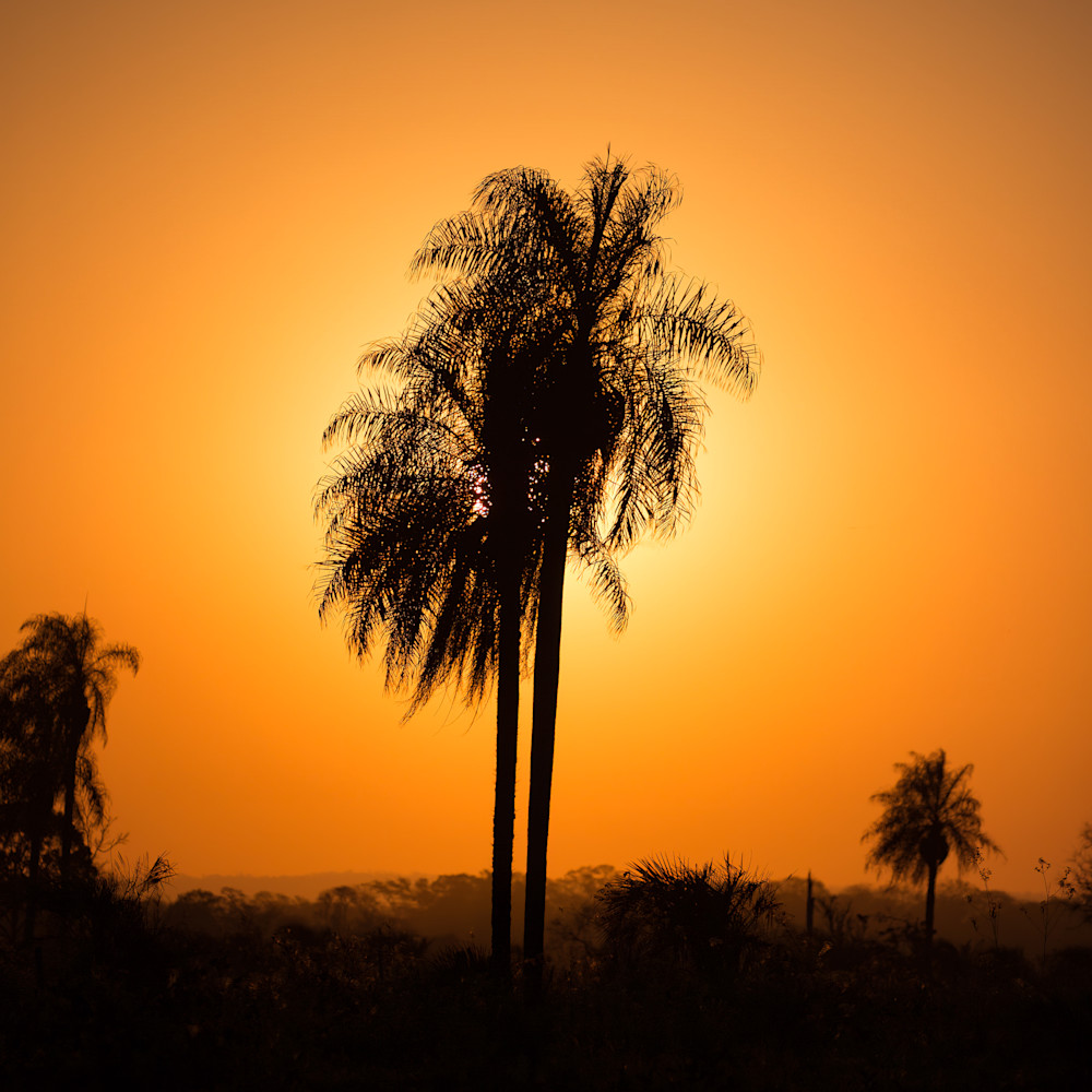 Sunset palm tree c9t6sg