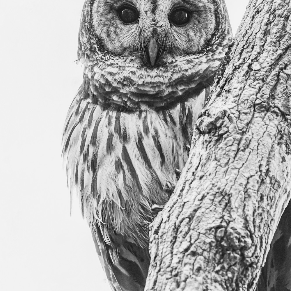 Andy crawford photography barred owl in contrast npiffe