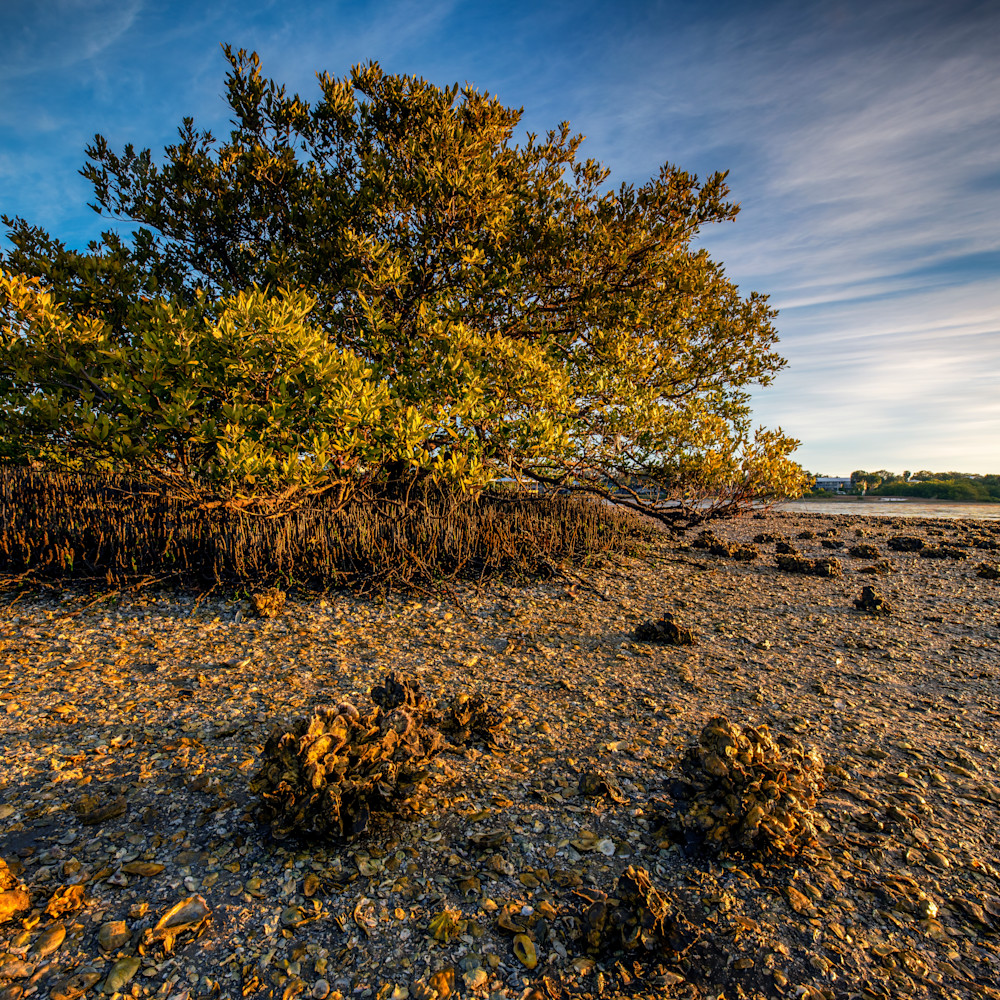 Andy crawford photography mangrove in the morning jozhk2
