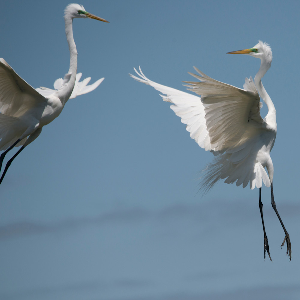Dancing white egrets by ruth burke art akysl1