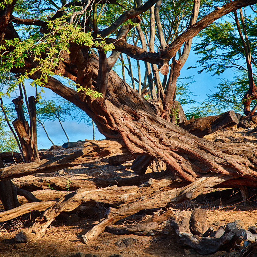 Hawaii   twisting trees   omaste witkowski nhzgow