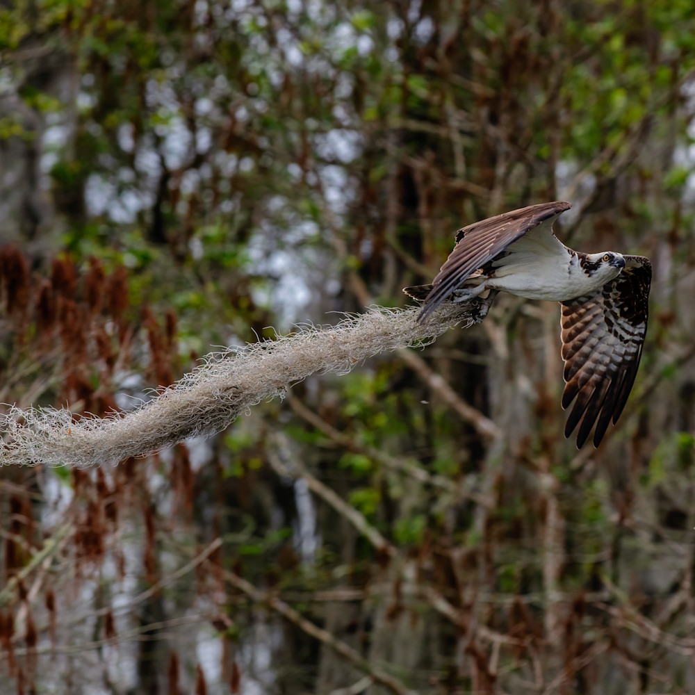 Andy crawford photography nesting osprey 26 xlrdsh